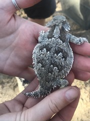 Phrynosoma cerroense