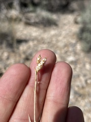 Cuniculotinus gramineus