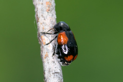 Babia quadriguttata