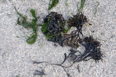 Fucus
