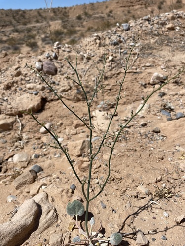 Image of Eriogonum exaltatum by (c) Matt Berger, some rights reserved (CC BY)