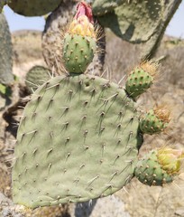 Opuntia joconostle