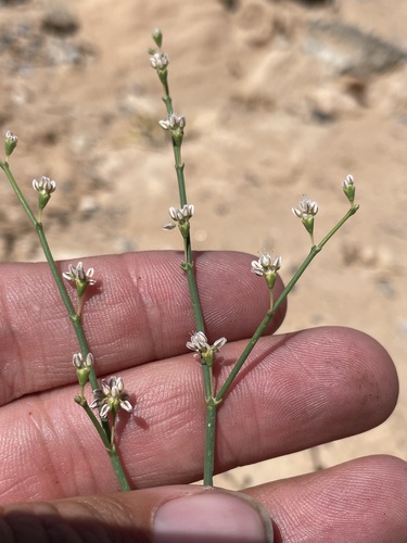 Image of Eriogonum exaltatum by (c) Matt Berger, some rights reserved (CC BY)