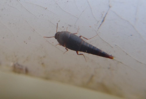 Sepedophilus immaculatus