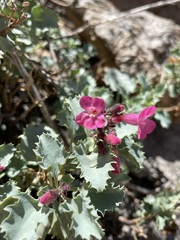 Penstemon petiolatus