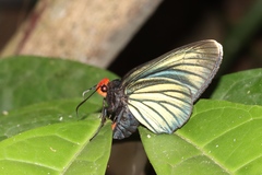 Pyrrhochalcia iphis