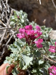 Penstemon petiolatus