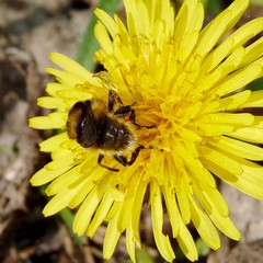 Merodon equestris