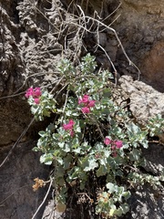 Penstemon petiolatus