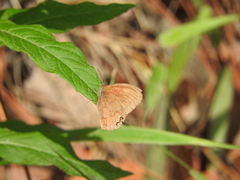 Cyllopsis pephredo