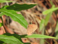 Cyllopsis pephredo