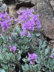 Penstemon barrettiae