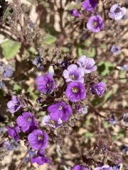 Phacelia pulchella