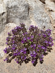 Phacelia pulchella