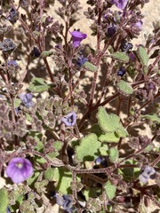 Phacelia pulchella