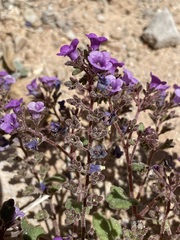 Phacelia pulchella