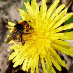 Merodon equestris