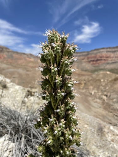 Image of Phacelia palmeri by (c) Matt Berger, some rights reserved (CC BY)