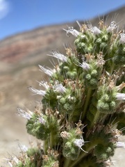 Phacelia palmeri