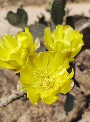 Opuntia joconostle