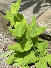 Mertensia virginica