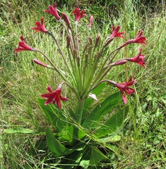 Brunsvigia undulata
