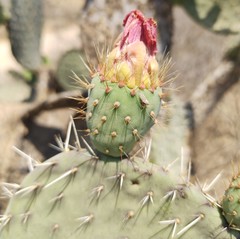 Opuntia joconostle