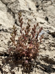 Phacelia rotundifolia