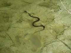 Nerodia erythrogaster