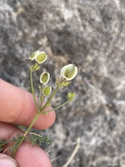 Lomatium parryi