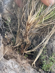 Lomatium parryi
