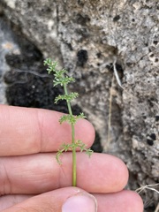 Lomatium parryi