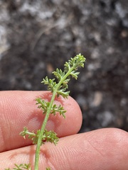 Lomatium parryi