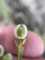 Lomatium parryi