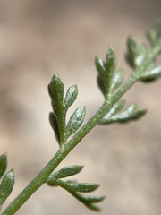 Lomatium parryi