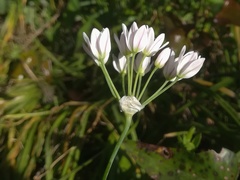 Allium massaessylum