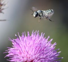 Megachile montivaga