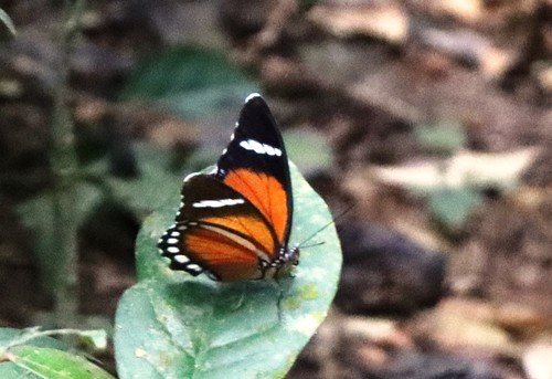 Euphaedra eleus eleus