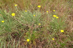 Anacyclus radiatus