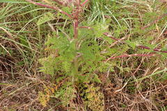 Anacyclus radiatus