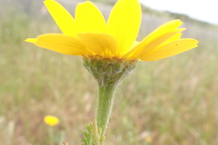 Anacyclus radiatus