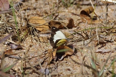 Belenois creona severina