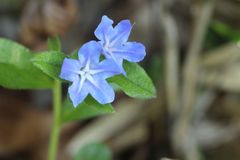 Aegonychon zollingeri