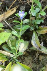 Aegonychon zollingeri