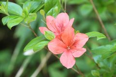 Rhododendron kaempferi