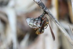 Polistes snelleni