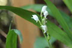 Cephalanthera erecta