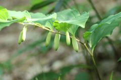 Polygonatum lasianthum