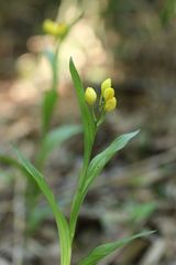 Cephalanthera falcata