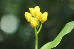 Cephalanthera falcata